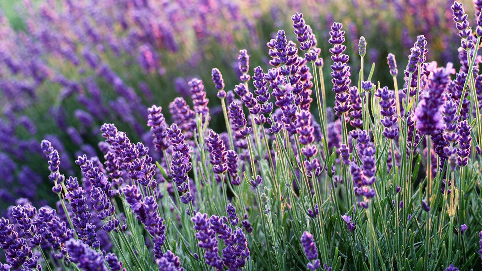 Lavender - A Drought Resistant Plant