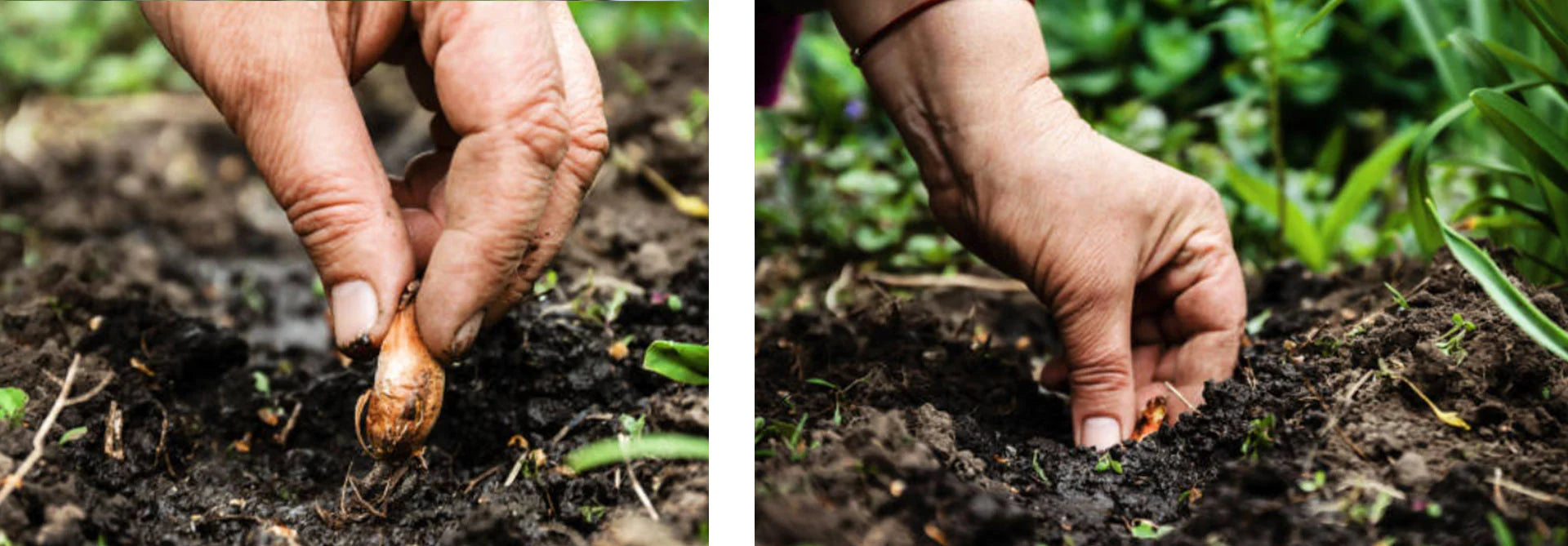 onion planting