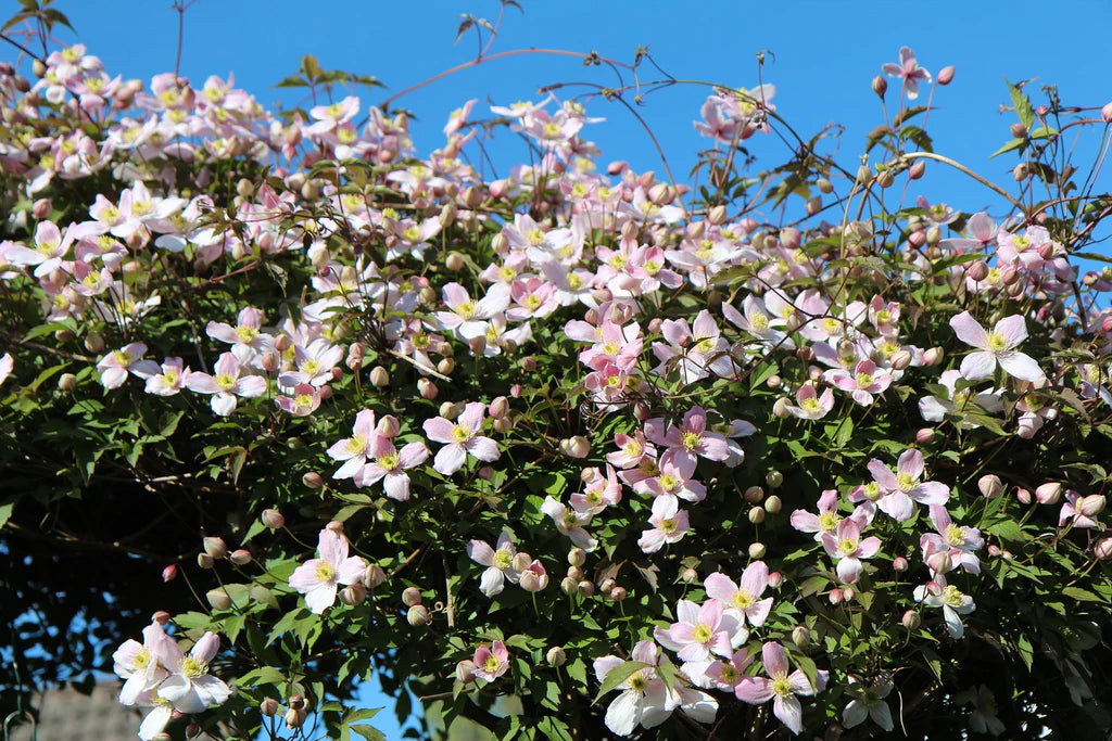 clematis to cut back