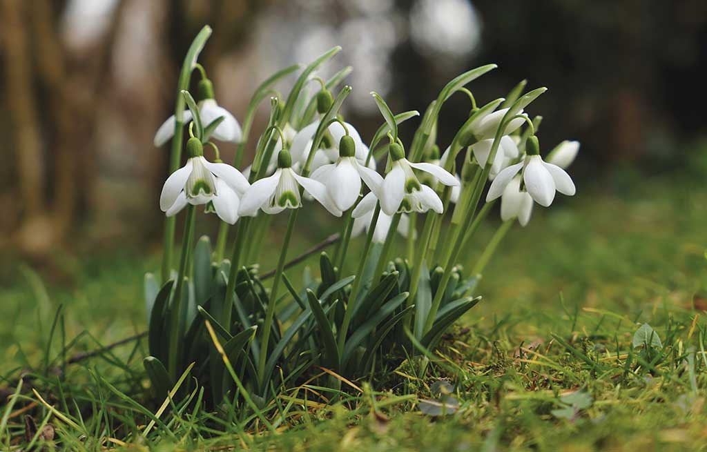 divide snowdrops