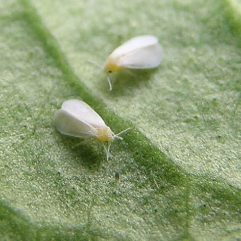 White Fly controlled by Greenbug