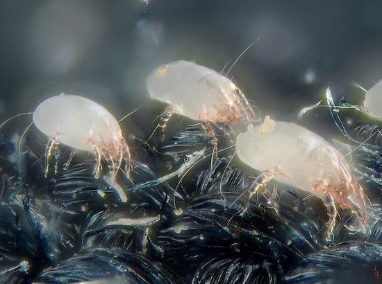 Dust Mites controlled by Greenbug