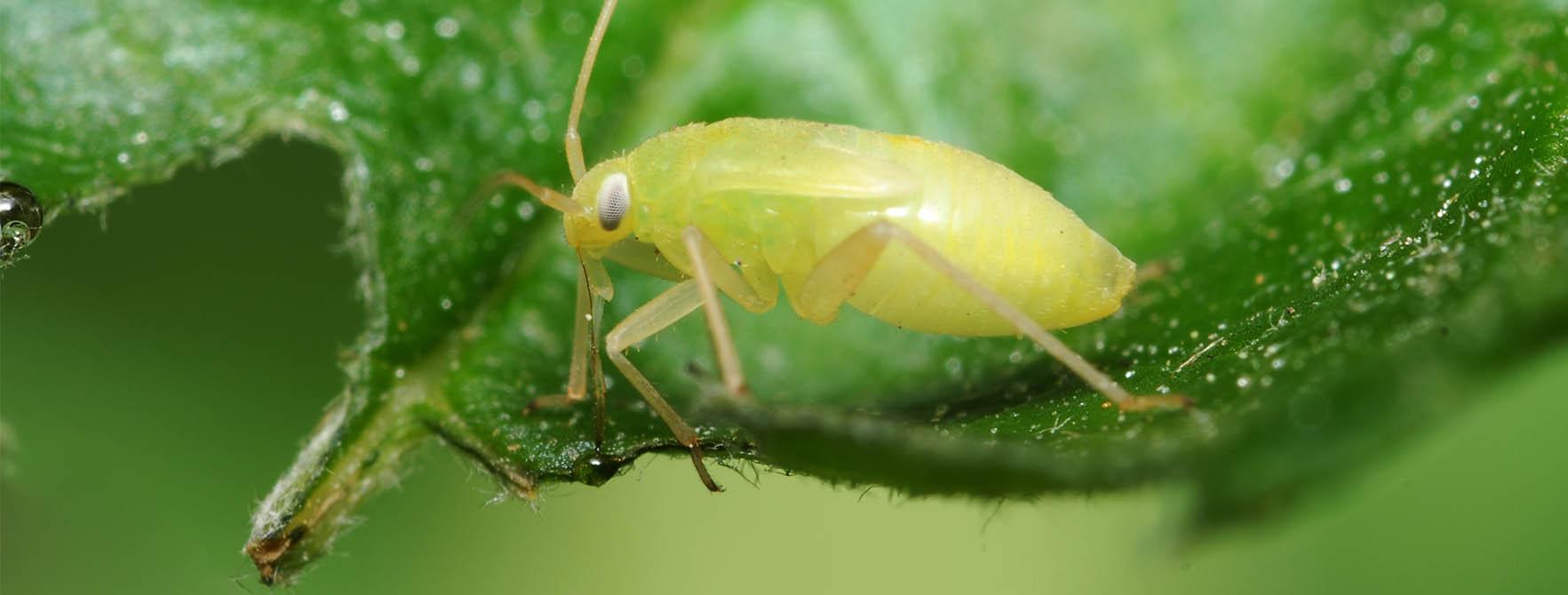 Aphids controlled by Greenbug