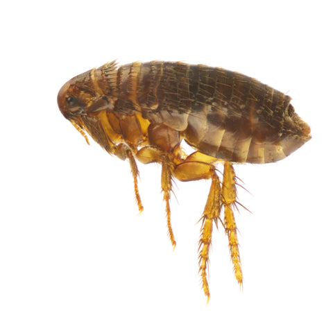 Greenbug controls fleas