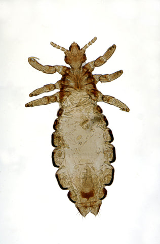 Greenbug controls Head Lice