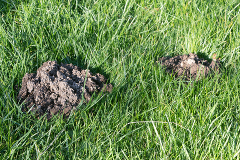 mole damage in lawn without a Greenbug System