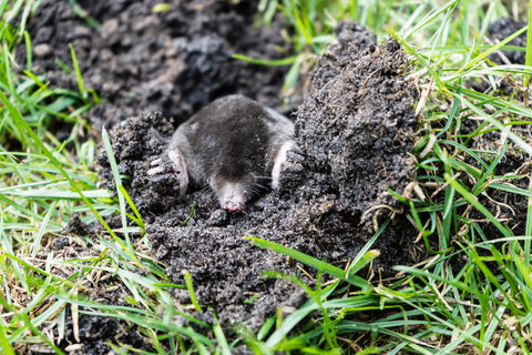 mole cricket emerging from lawn without a Greenbug System