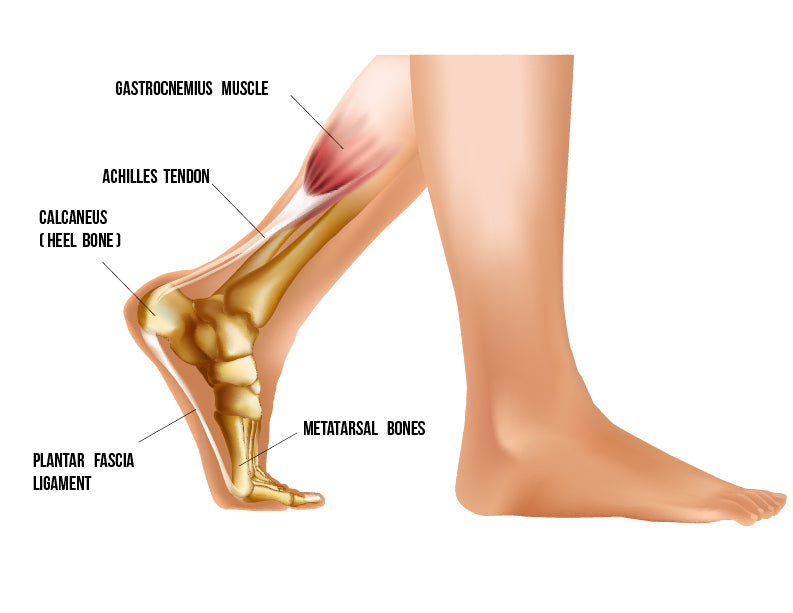 https://cdn.shopify.com/s/files/1/0508/4702/3261/files/Anatomy_of_the_Foot_1_1024x1024.jpg?v=1626725741