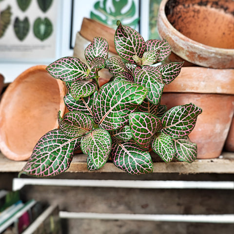 Bouture de Calathea Ornata environ 3-5 feuilles, plante d'intérieur av –  monjungle