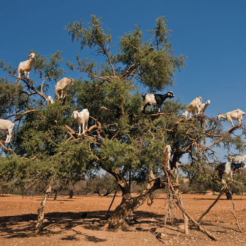 Goats in an argan tree enjoying argan fruit