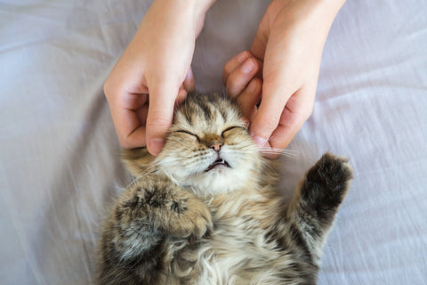 Relaxed kitten receiving head massage