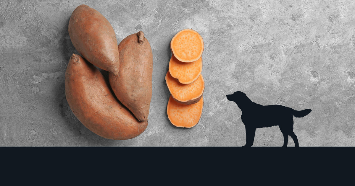 The Benefits Of Sweet Potatoes For Dogs Redbarn Com