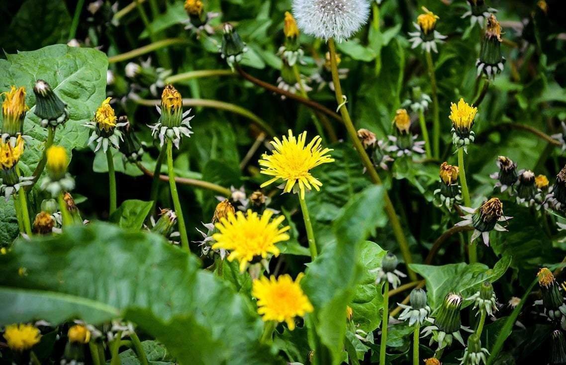 are yellow dandelions poisonous to dogs