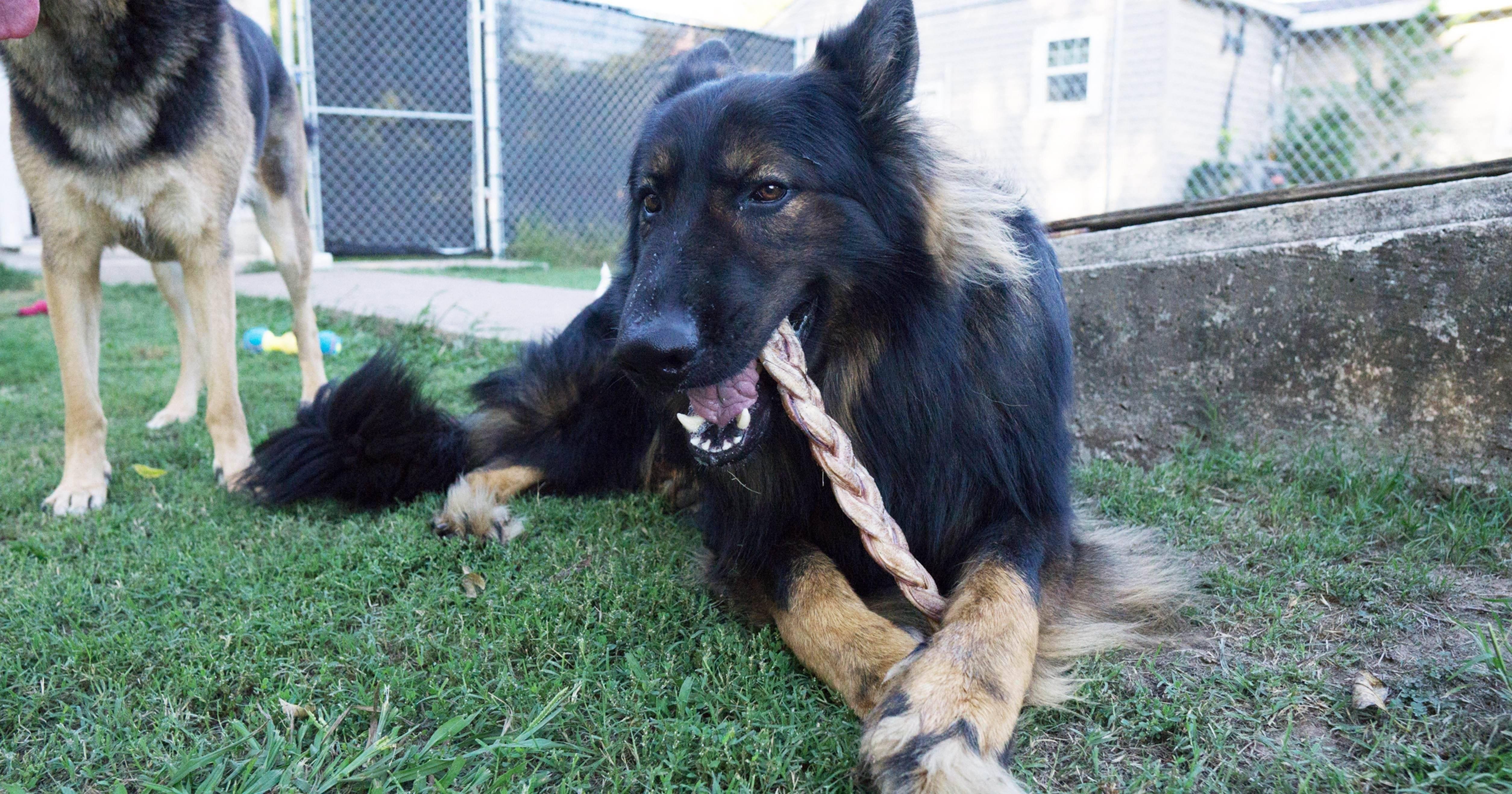 are pig ears better for a king shepherd than rawhide ears