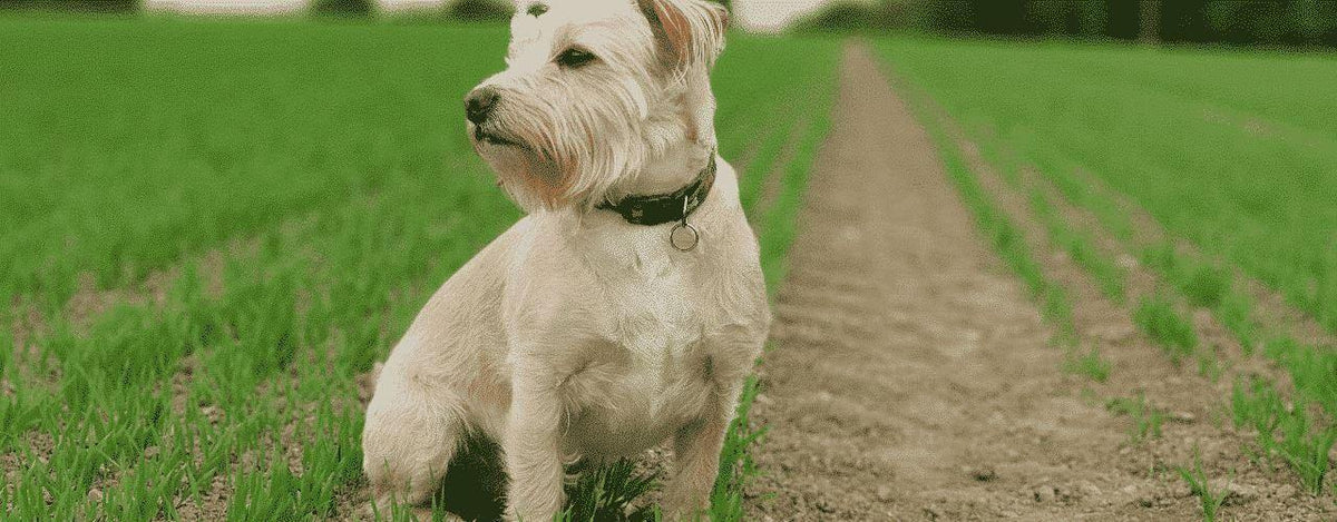 why is grain free food better for dogs