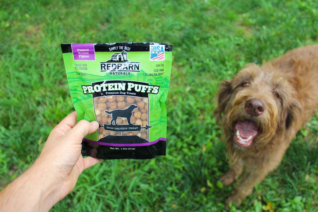 Hand holding Redbarn Protein Puffs with happy dog patiently waiting for a treat