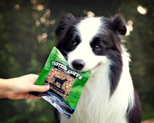 Border collie with a bag of Redbarn's Protein Puffs in his mouth