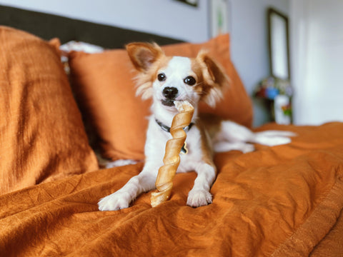 Small white and tan dog on an orange bed with a dog treat
