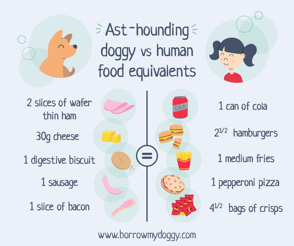 Infographic comparing food calories for dogs vs humans
