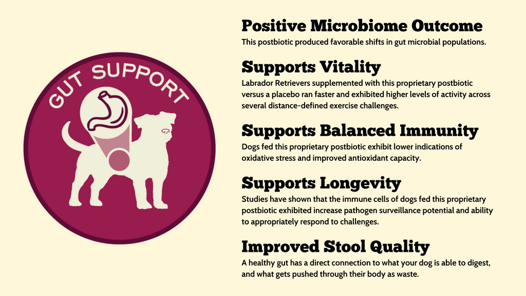 A graphic highlighting the benefits of dog's gut health