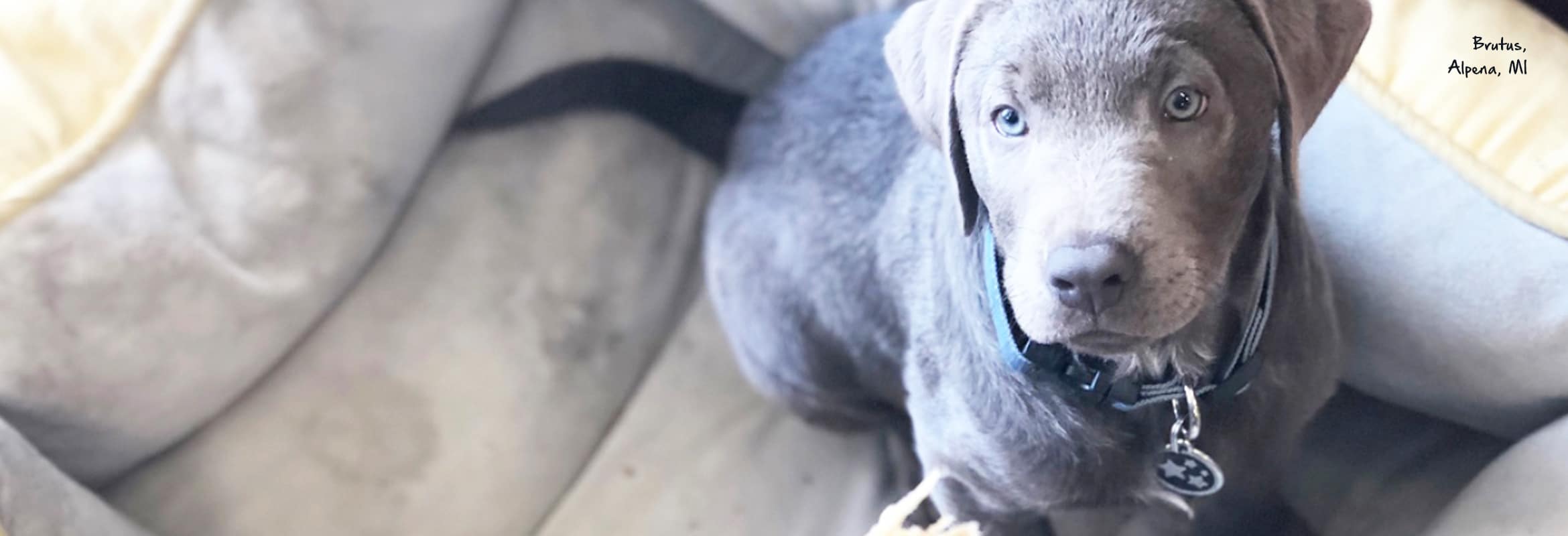 Gray puppy named Brutus