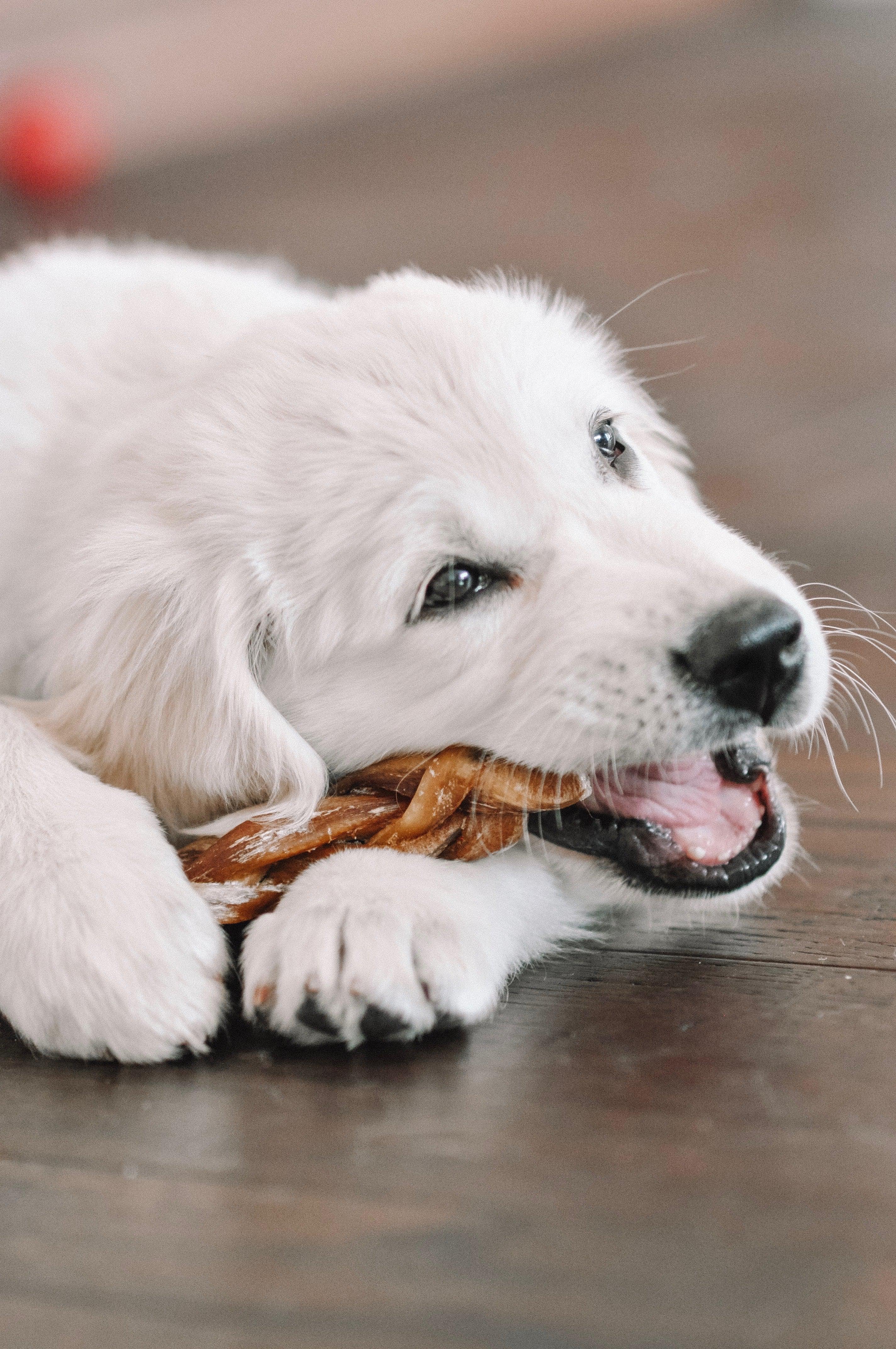 Braided Bully Stick Extra Information