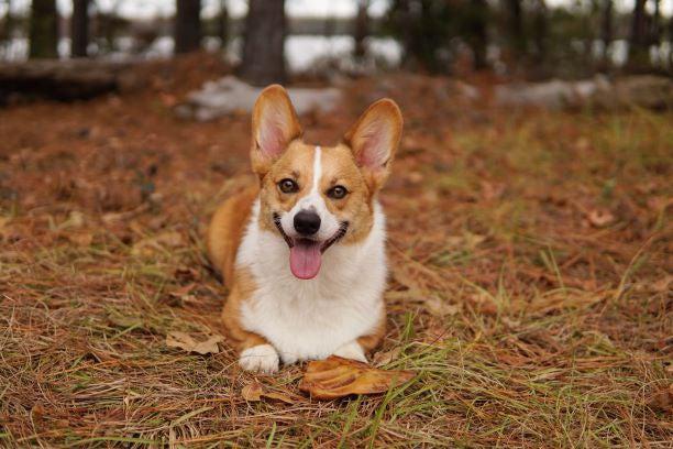 are pig ears better for a german spitz than rawhide ears