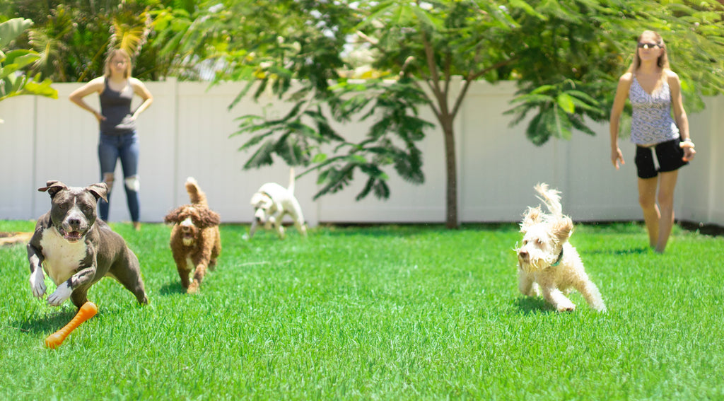 dogs playing in backyard with owners