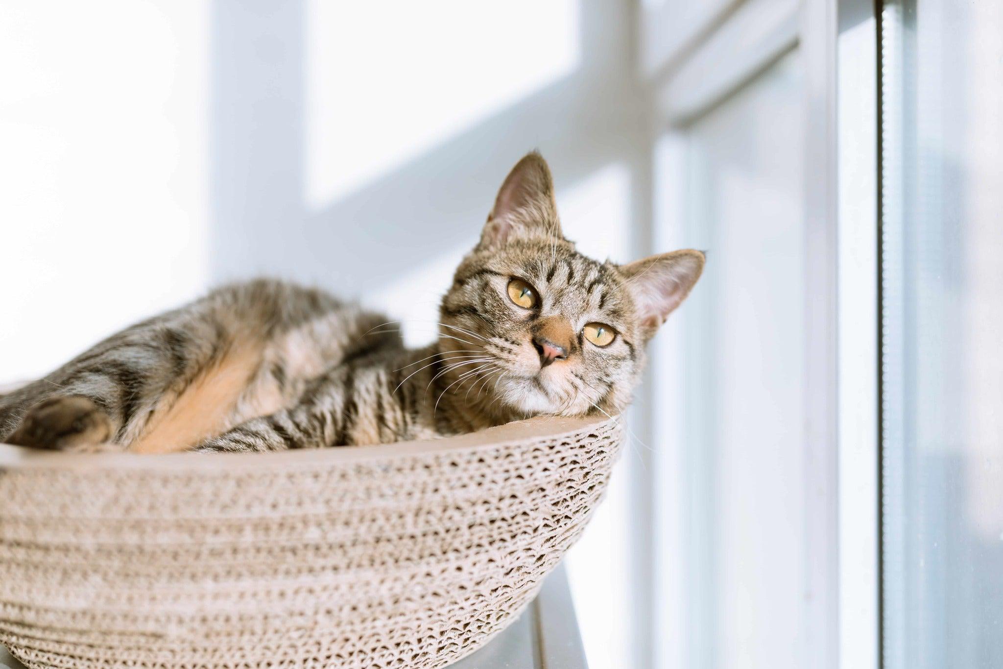 Striped cat lying in a bowl