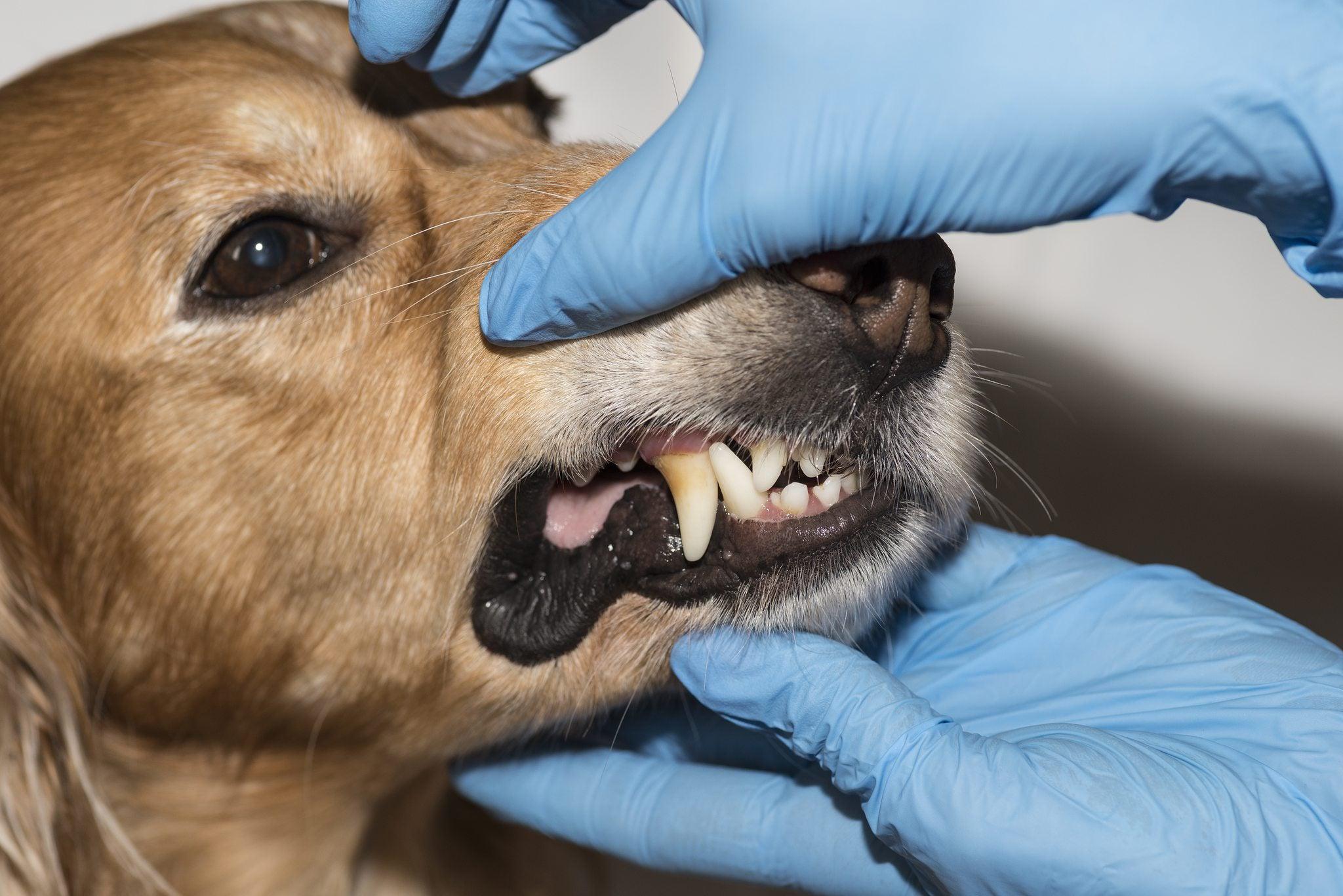 How to find the right dog dentist in your area