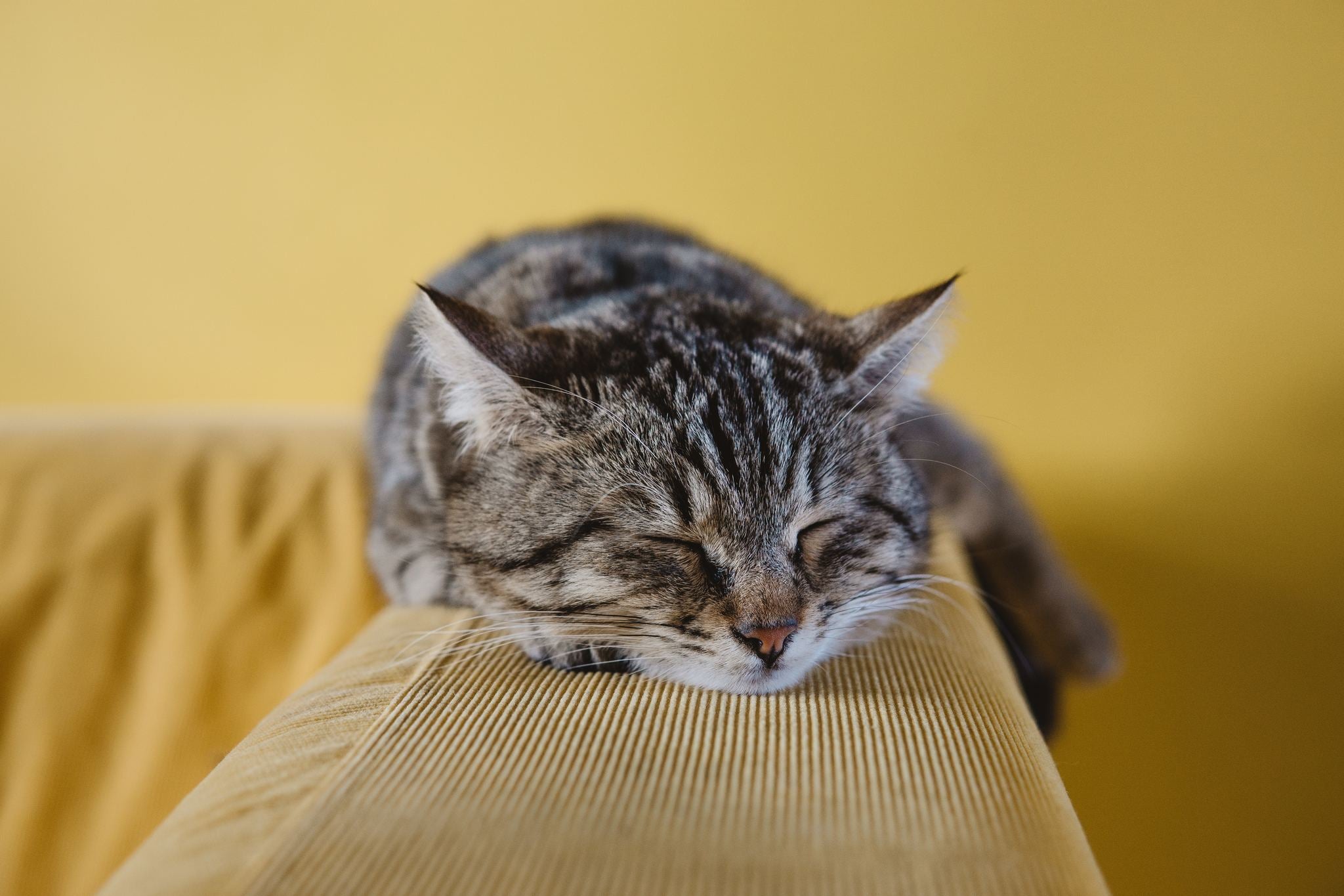 cat sleeping on the arm of a yellow couch