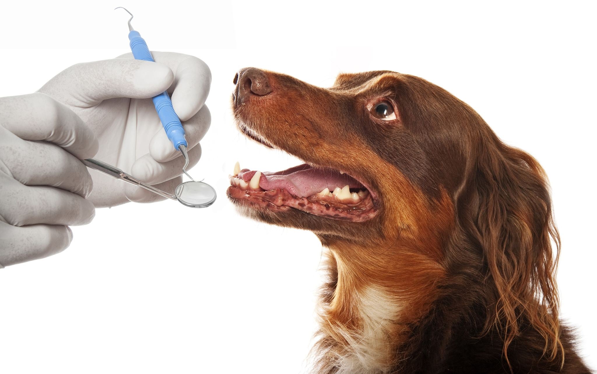 How to find the right dog dentist in your area