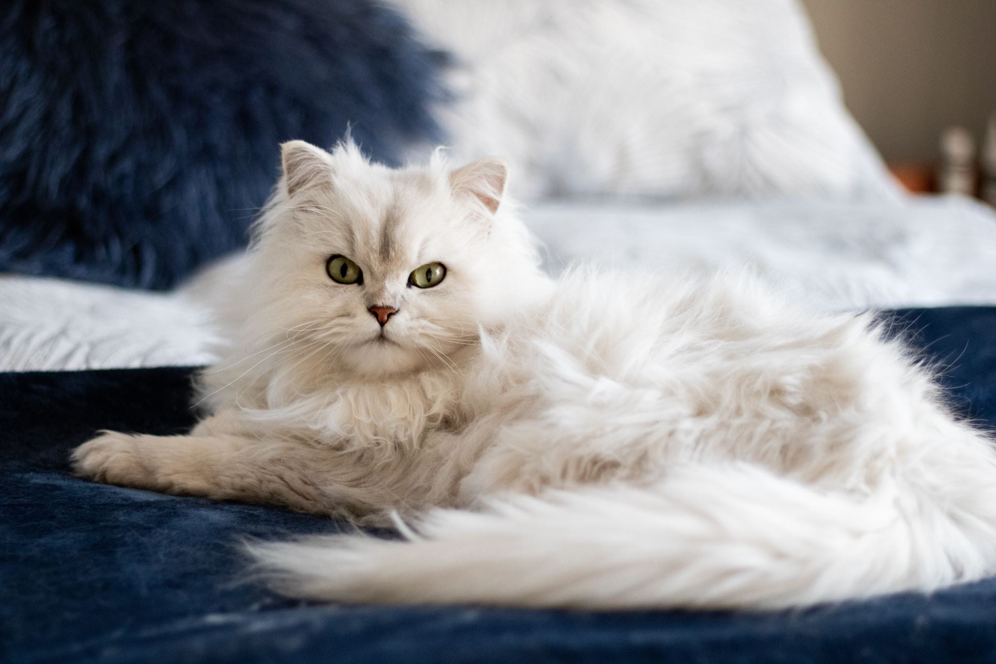 white cat laying on a bed