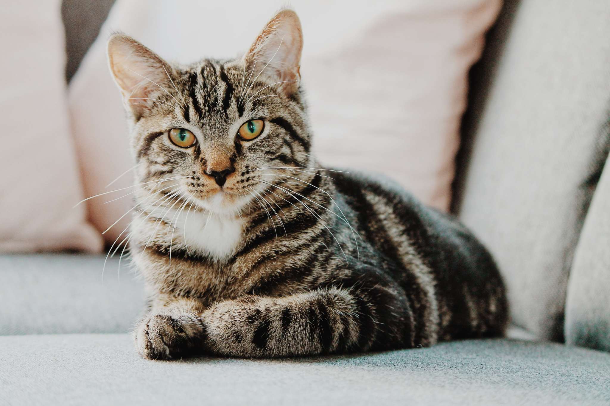 striped cat laying on a couch