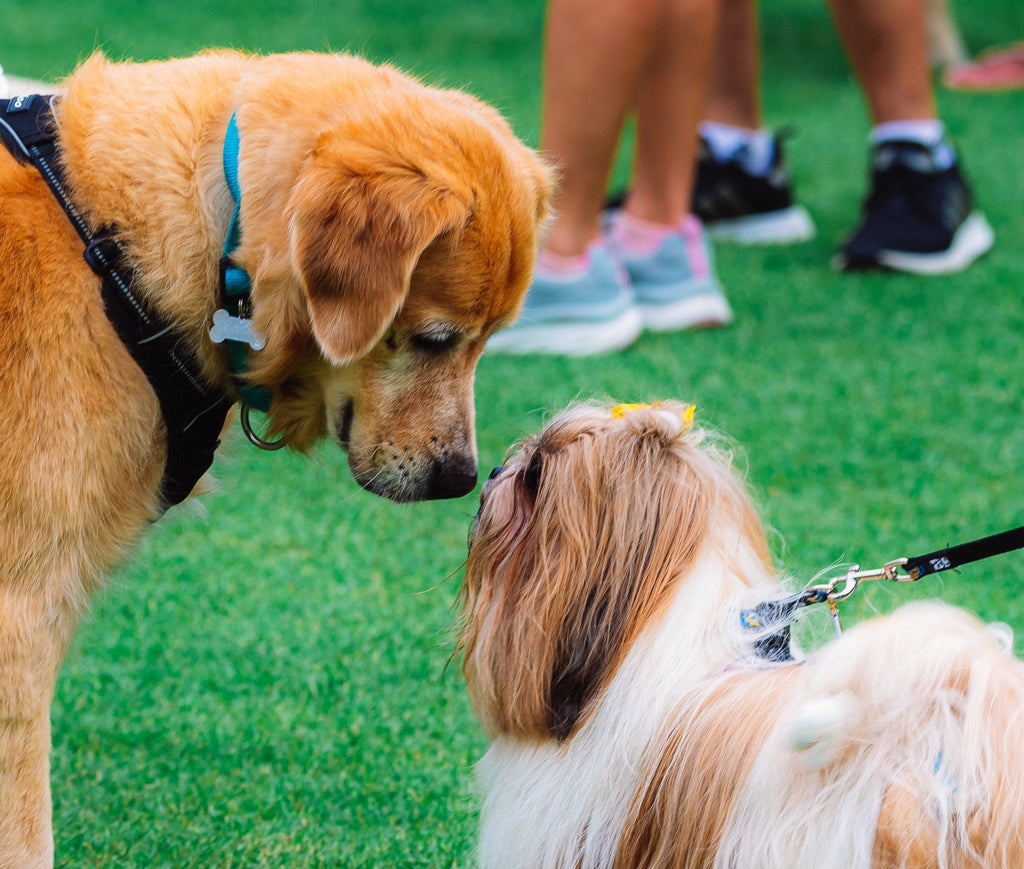 Larger dog touching noses with small Shih Tzu.