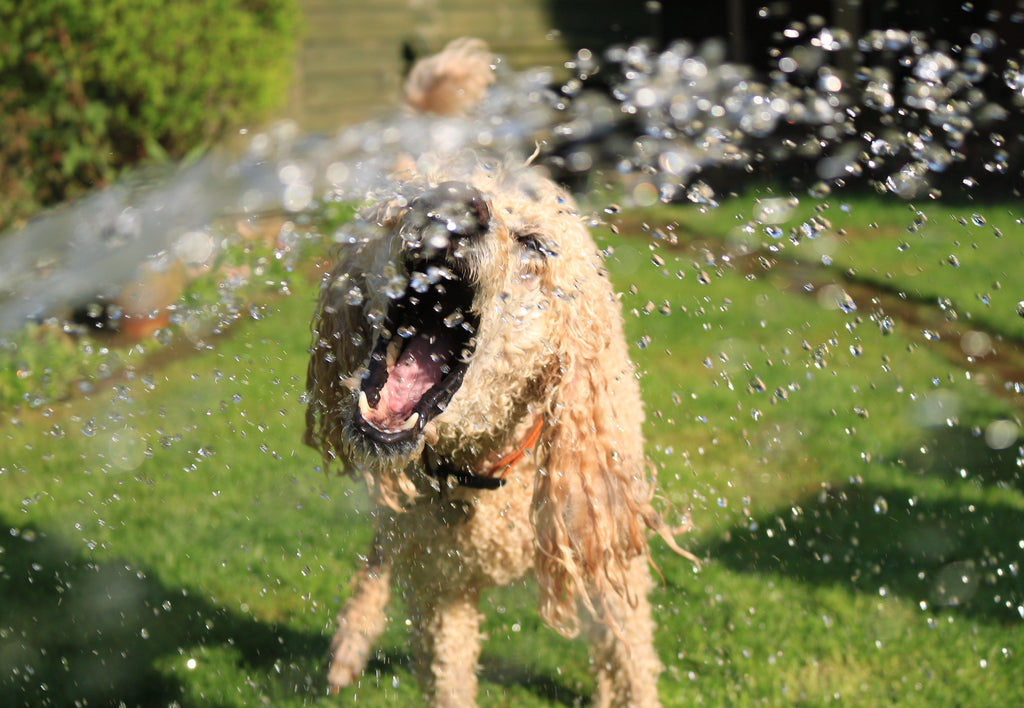 Dog playing with water squirting from sprinkler