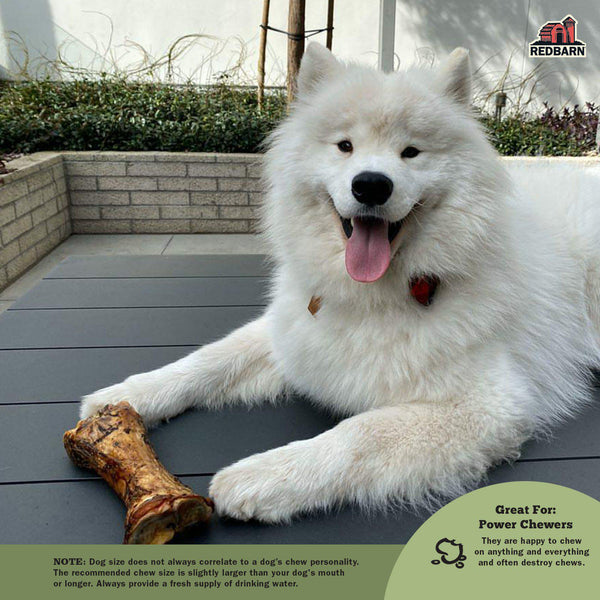 are bones easily digested by a american eskimo dog