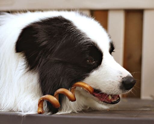 Border Collie with Redbarn Bully Spring