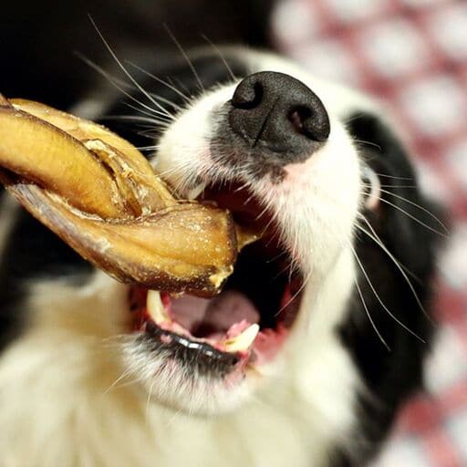 Border Collie with Redbarn Bully Braid