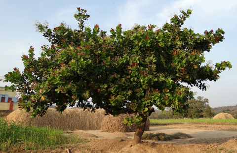 Árbol del anacardo