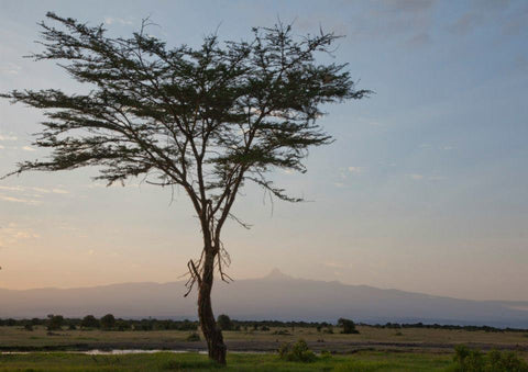 Árbol de té al atardecer en Kenia
