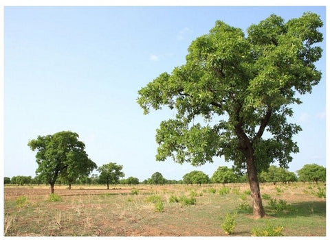 Árbol de karité en la sabana africana