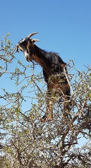 Cabra sobre las ramas de un árbol de argán en Marruecos