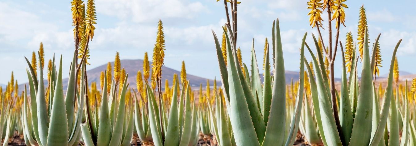 Campo aloe vera en flor