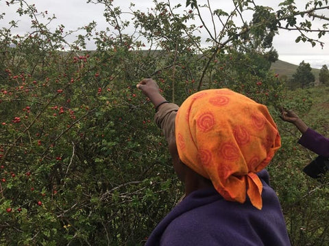 Mujer cosechando el fruto de la rosa mosqueta en Lesotho