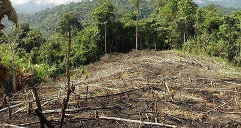 Deforestación provocada por los cultivos de café en México