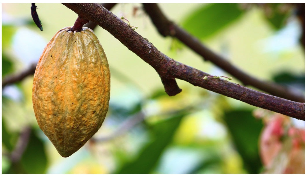 Fruto del árbol del cacao