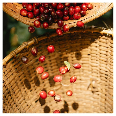 Granos de café maduros cayendo en una cesta 