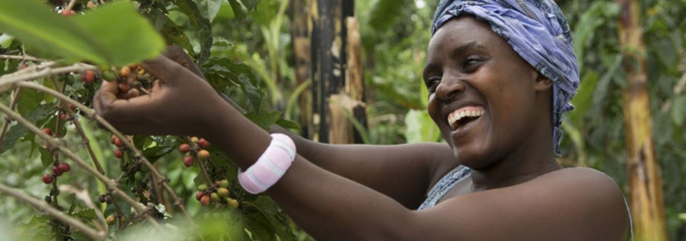 Mujer uganda cosecha café Tierra Madre de Comercio Justo