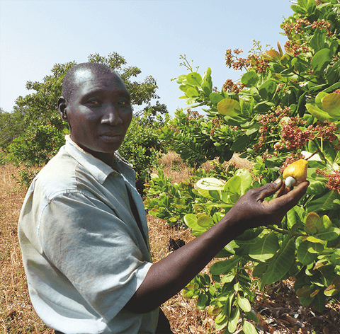 Productor de anacardos de Comercio Justo en Burkina Faso